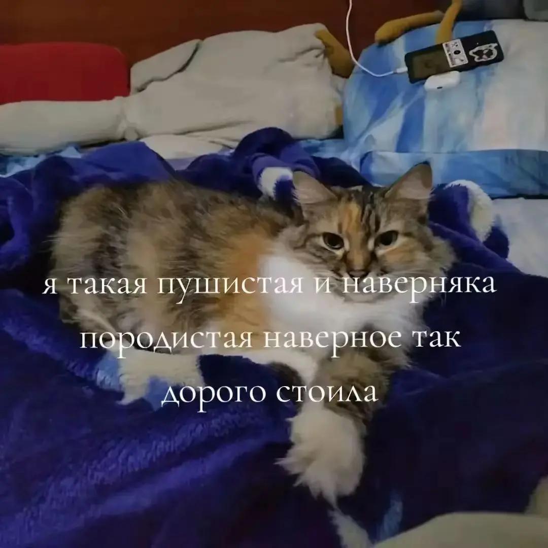 @Pfishkaa_a