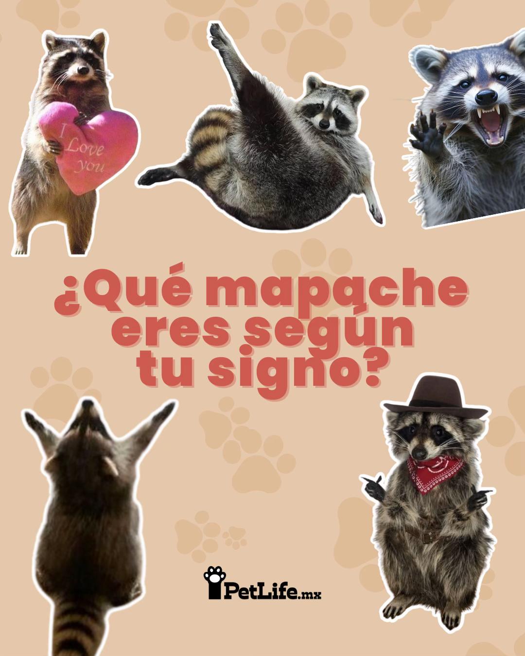 @Petlife