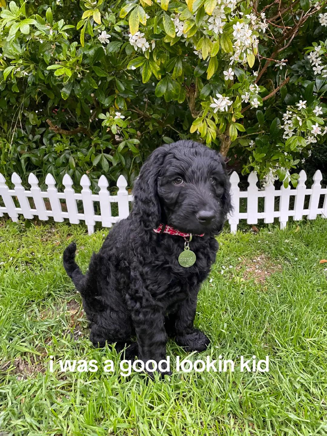 @MontyTheLabradoodle