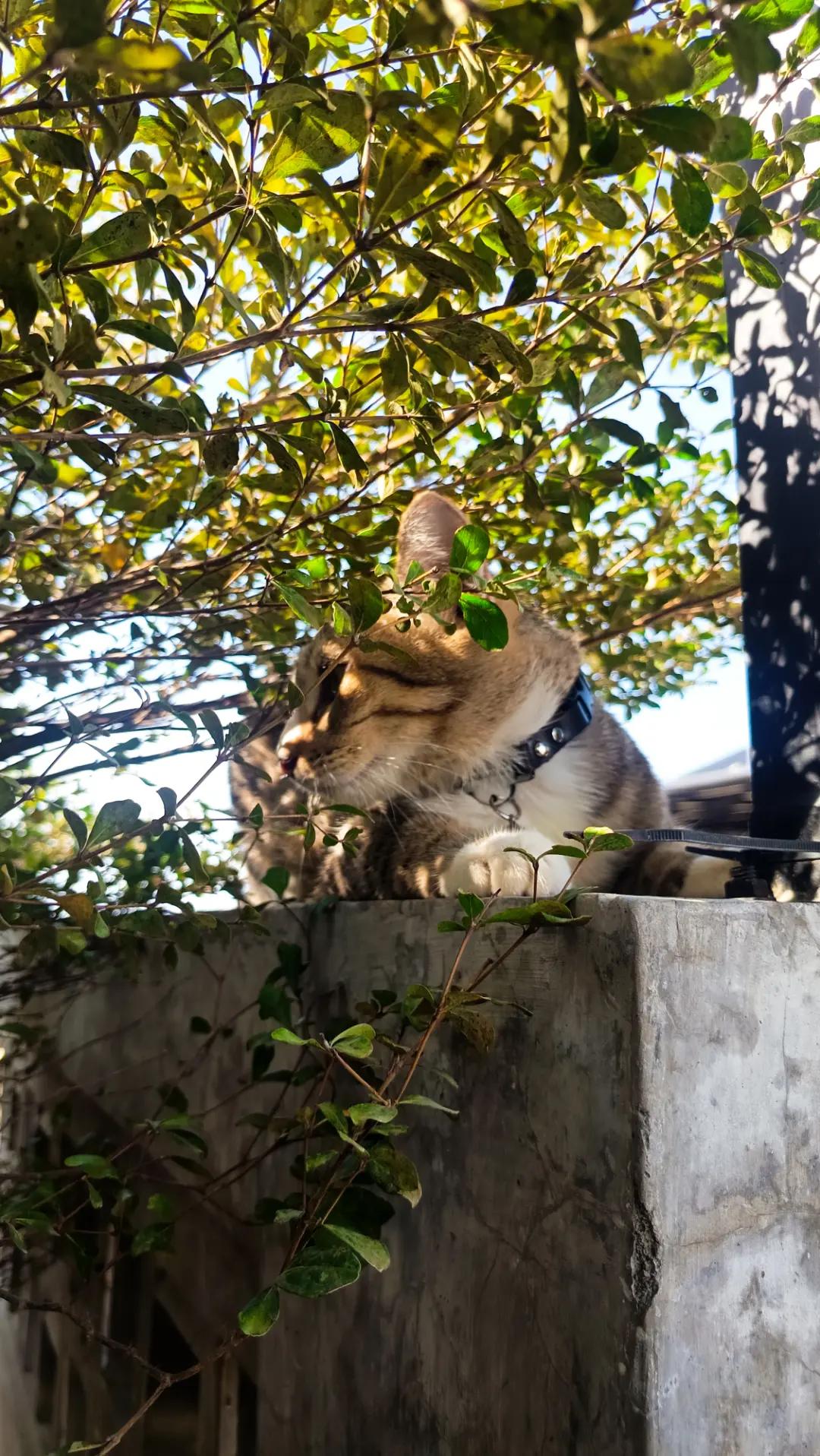 @Medayo Petcare