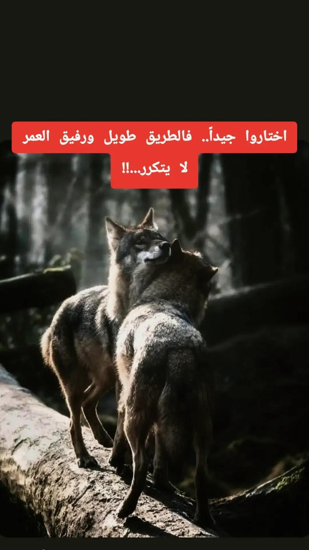 @walid Badi