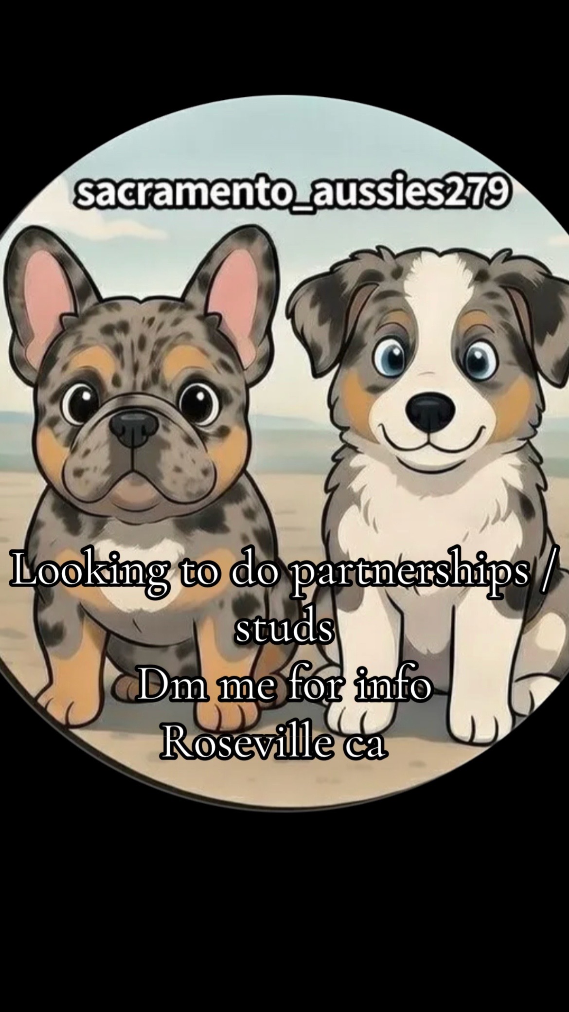 @sacramento__aussies916