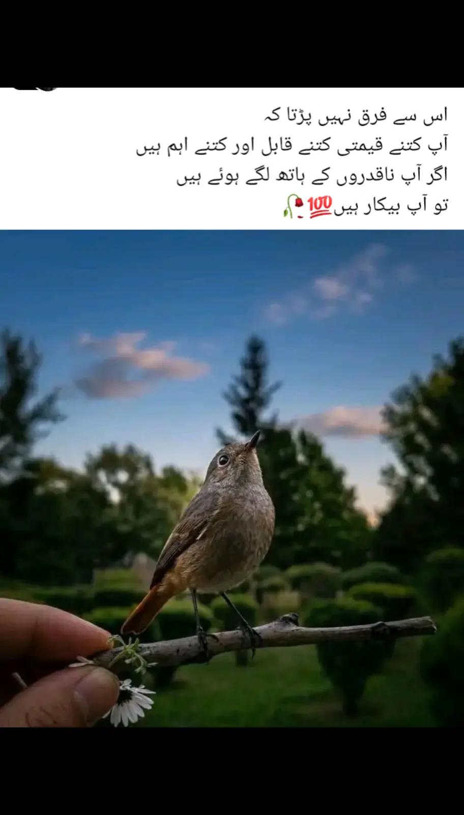 @Minahil_writes510