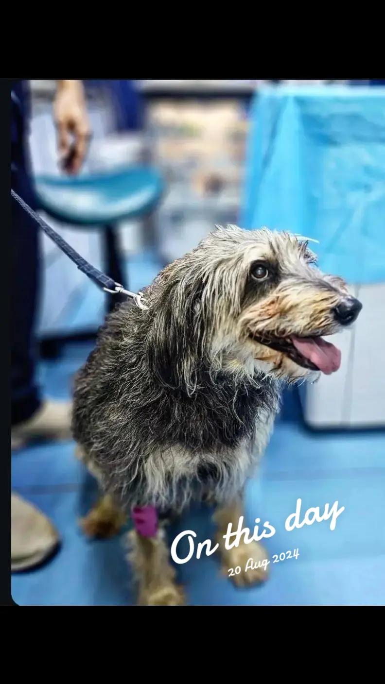 @VillagevVet LLC