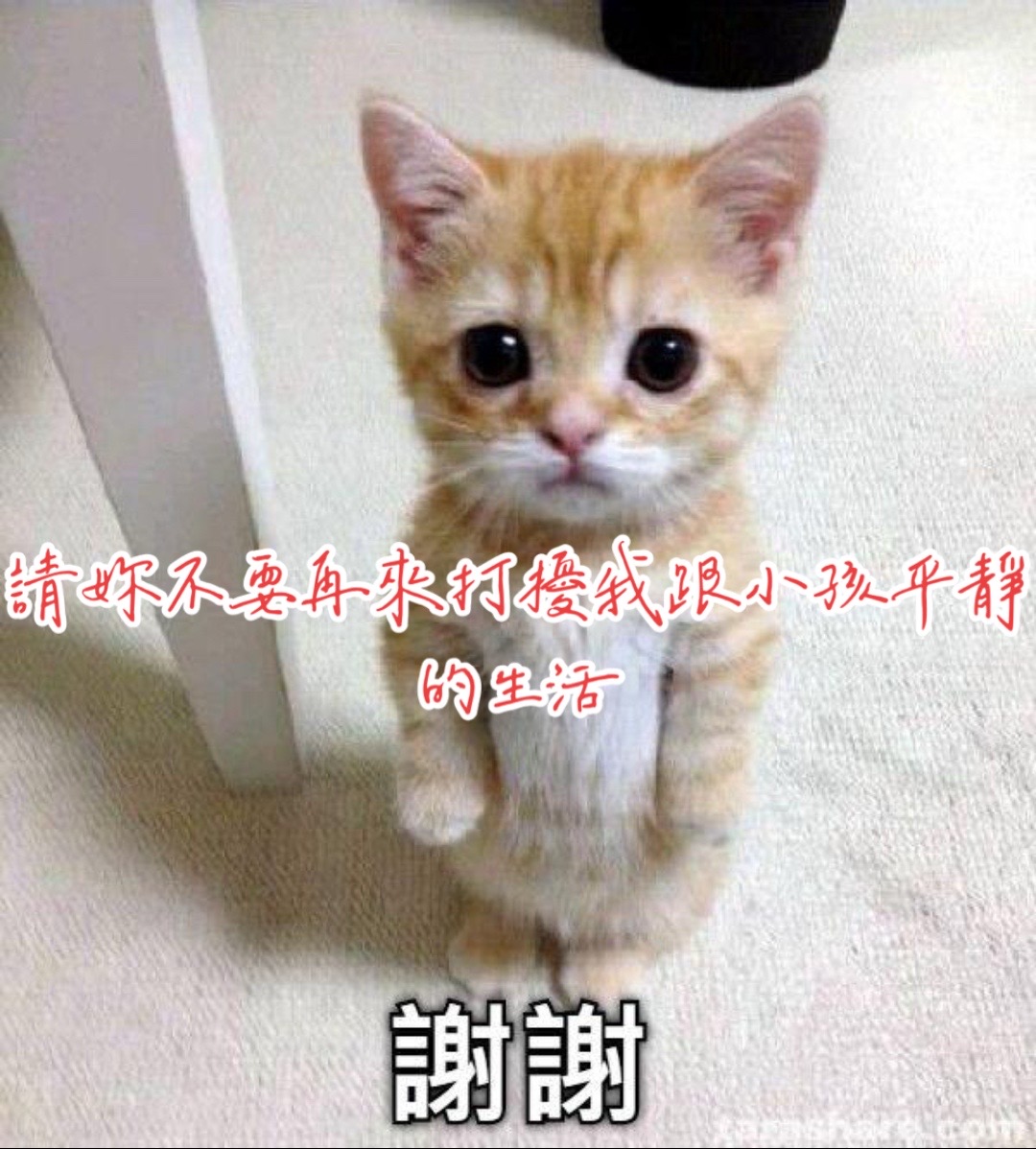 @抖陣聯盟/741殺豬🐻
