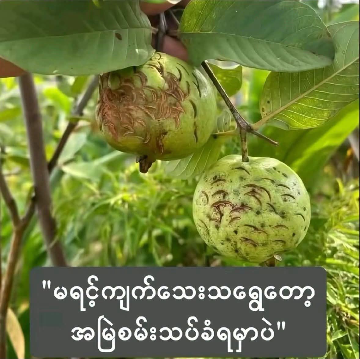 @ððllGð¢iâáá±áá¬ááŸááºáá¬áž