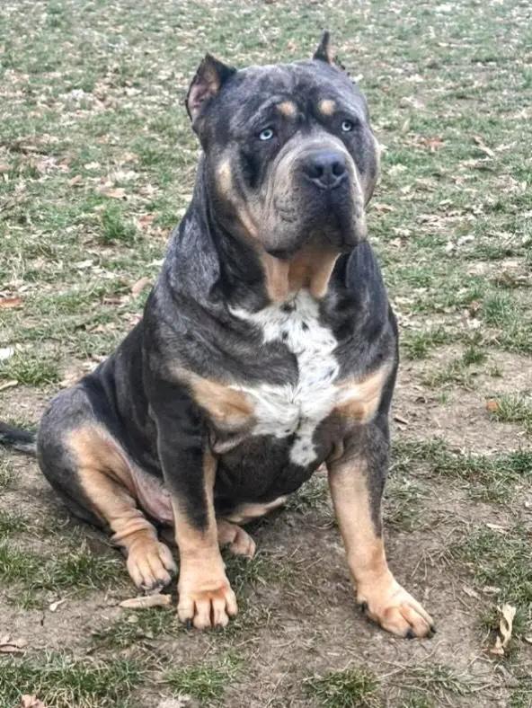 @serbianbully