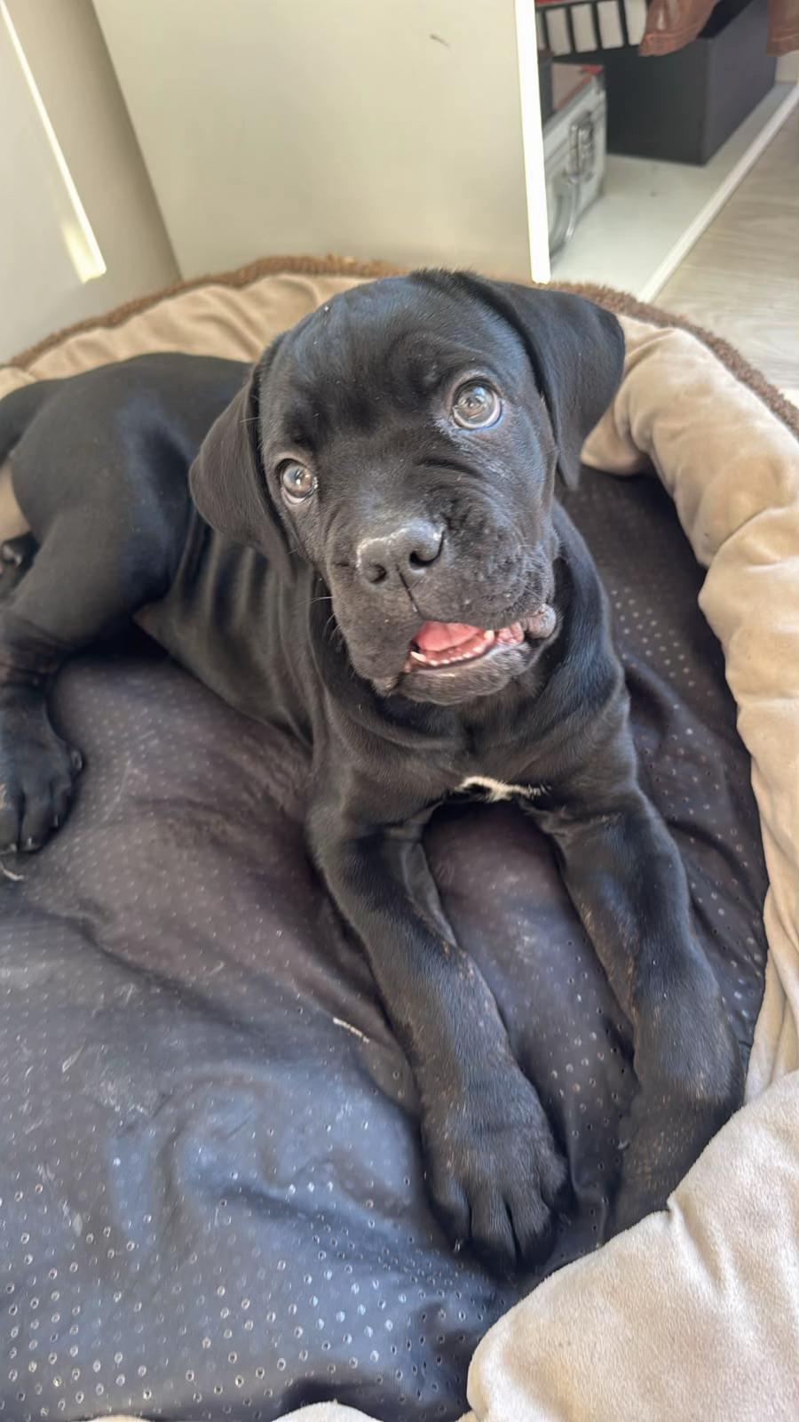 @NeroCaneCorsoKennel
