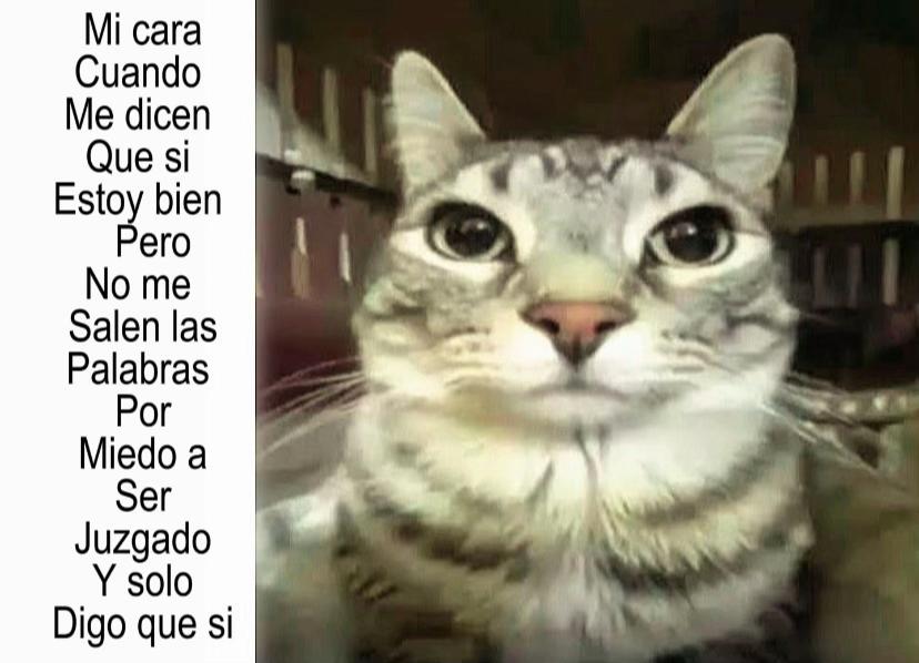 @Proyectadas_Lispk