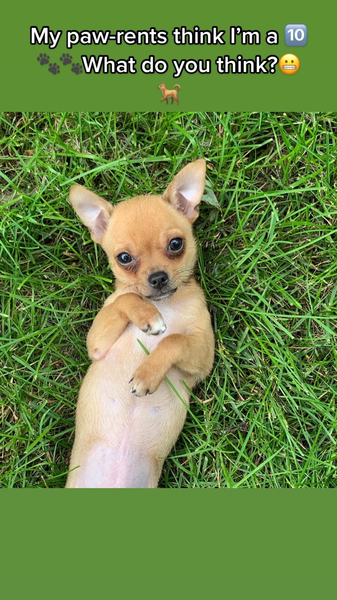 @IndyFurryFriends