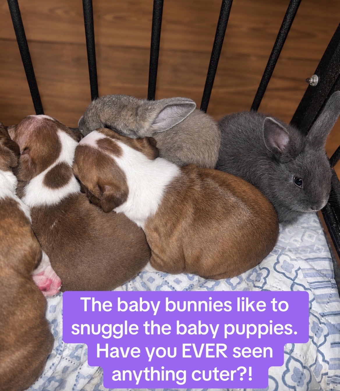 @SE Boston Terriers