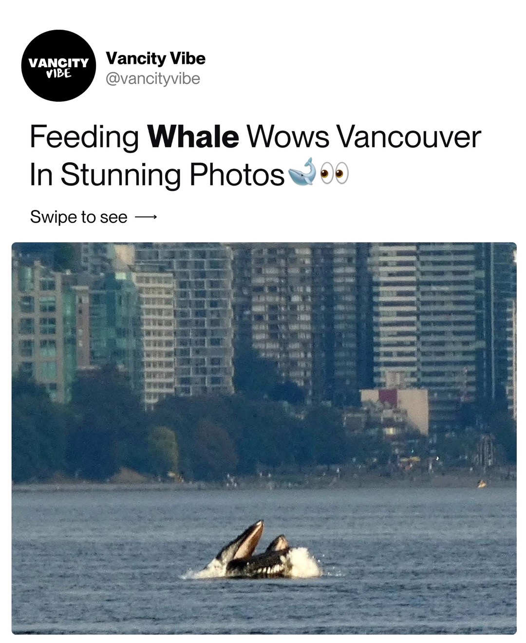 @vancityvibe