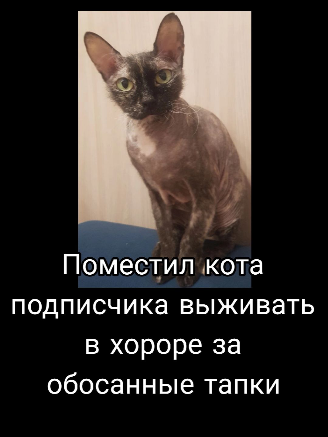 @MadVitëk