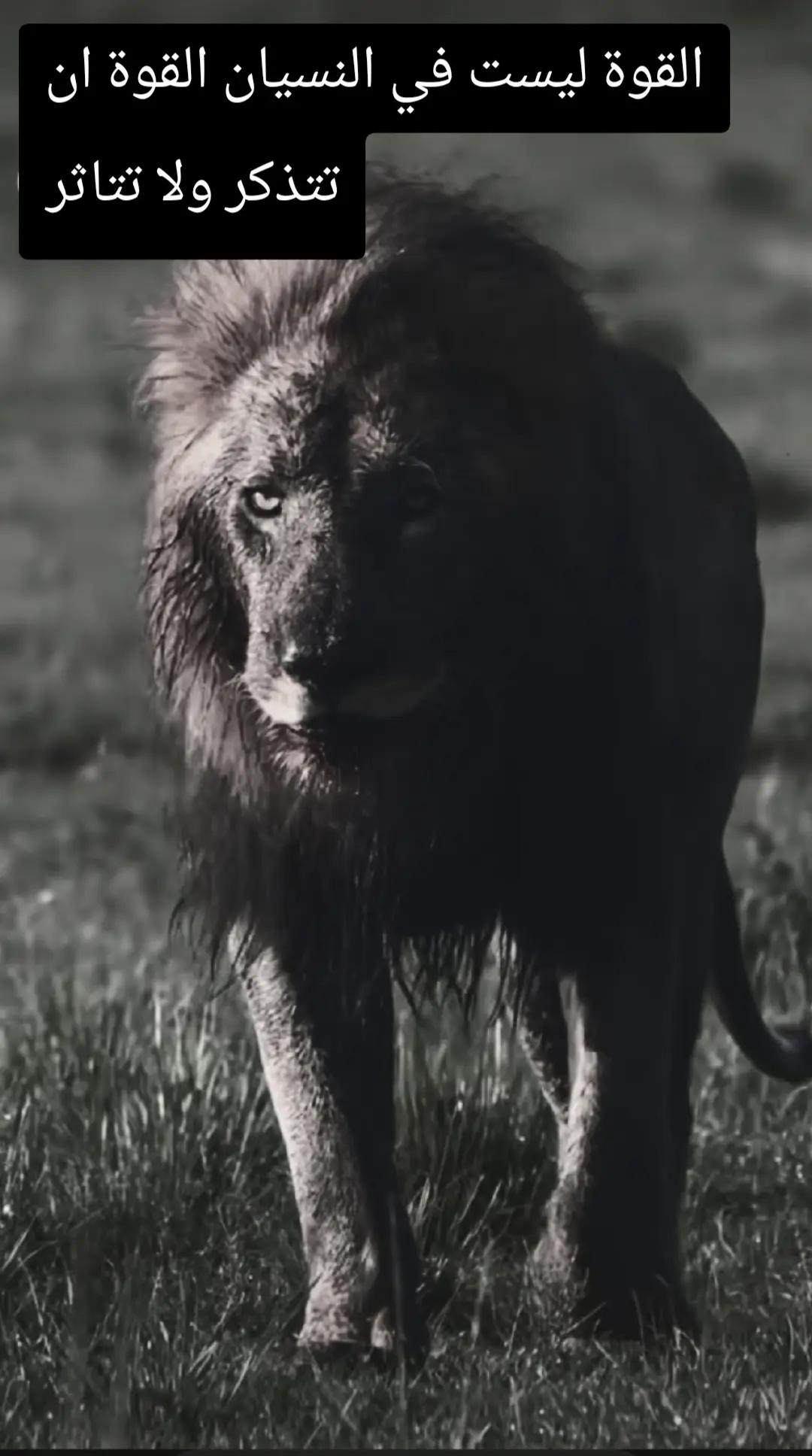 @🦁 scarface 🦁