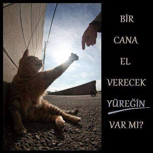 @zeycanakkusyildi3