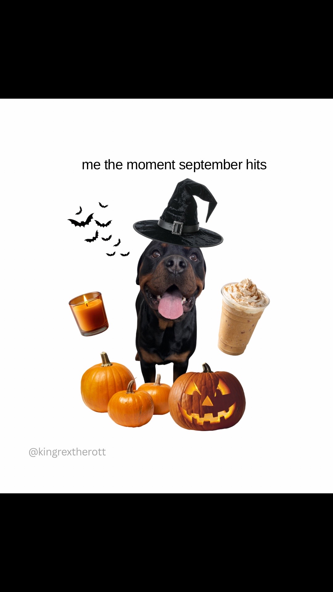 @Rex the Rottweiler