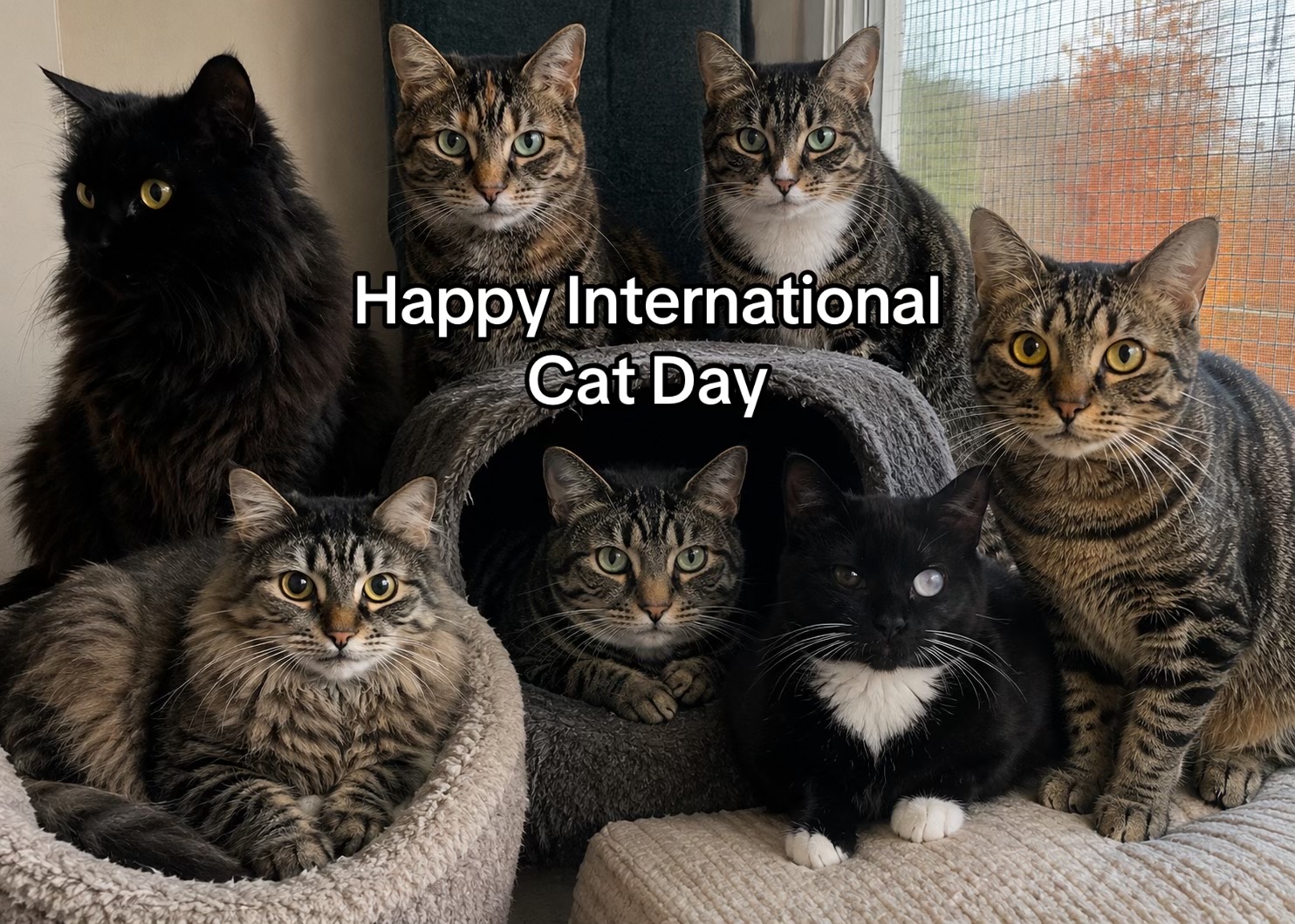 @North Toronto Cat Rescue