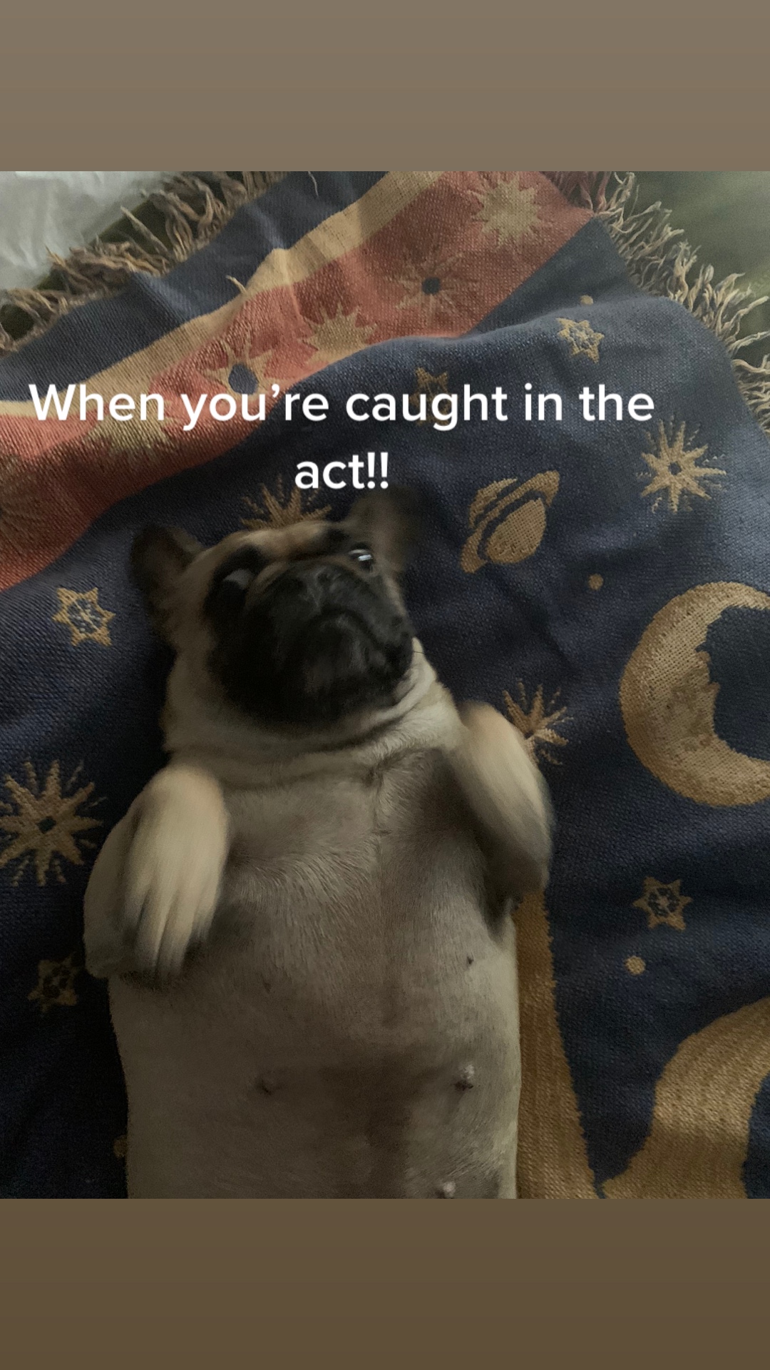 @Miss Lola the Frenchie