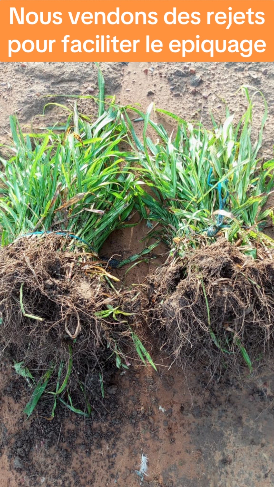 @Sambla Farming