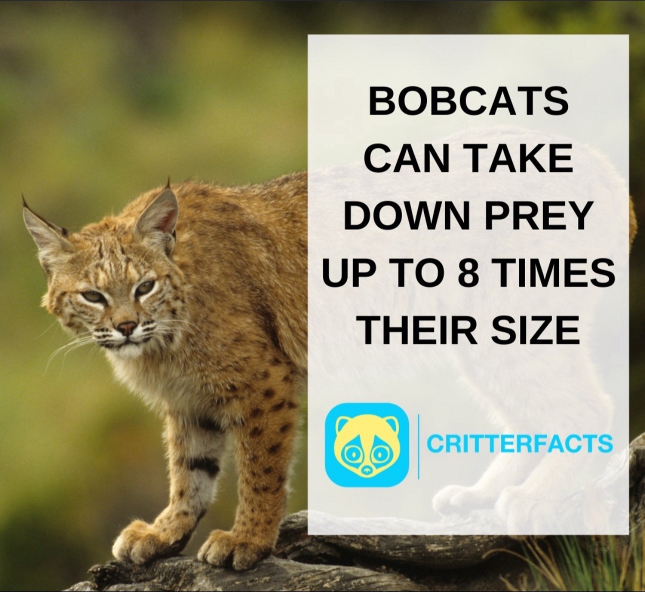 @CritterFacts