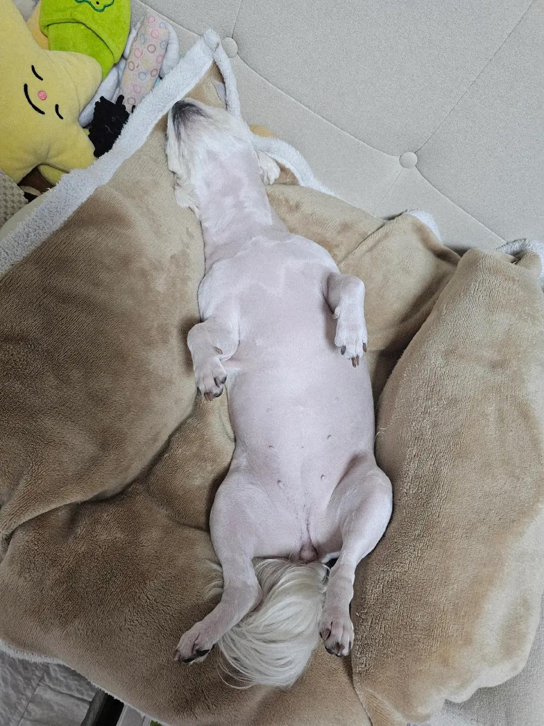 @미미에효