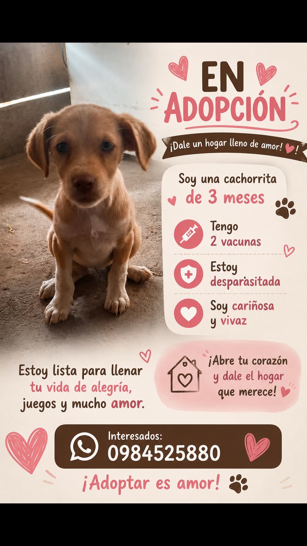 @Amigoscaninos_Ambato