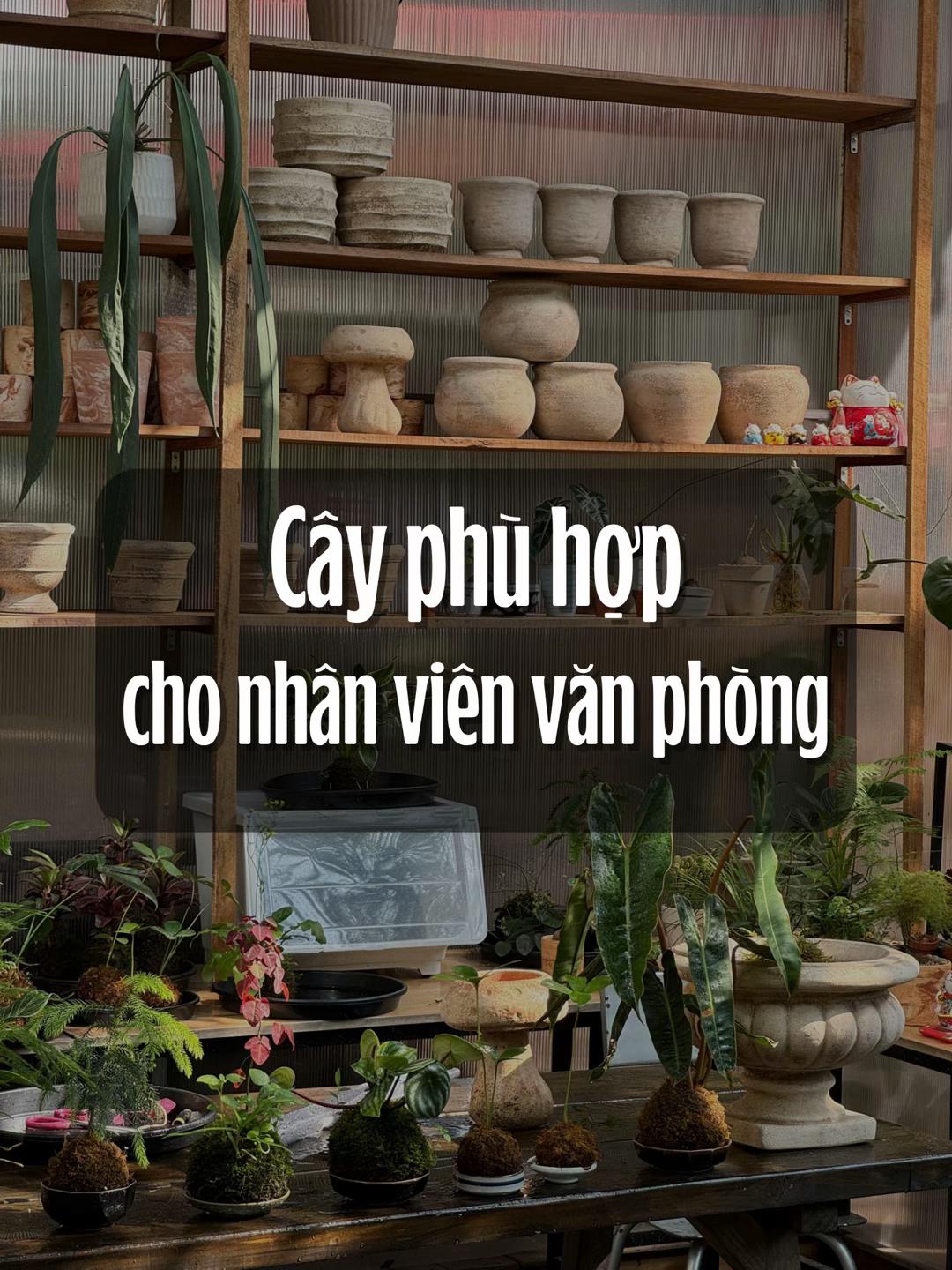 @Vuoncuakien