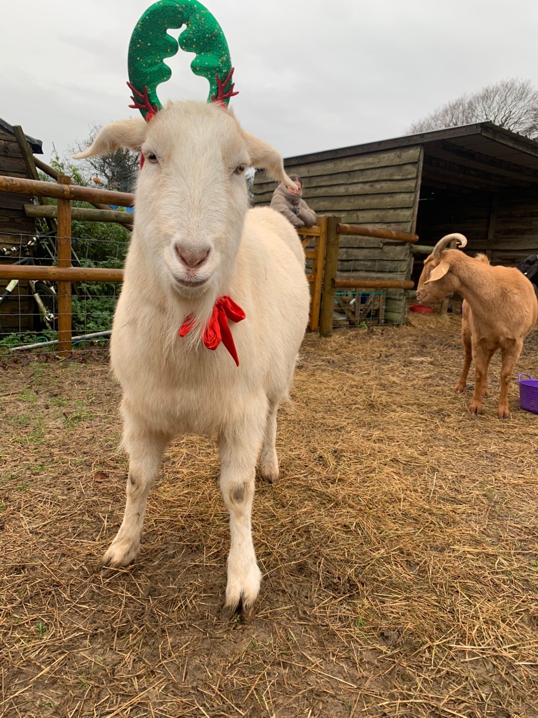 @Walnut Tree Farm