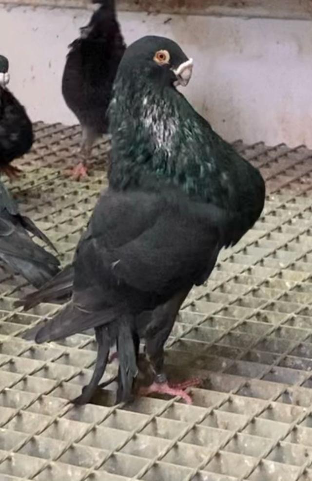@buchonlaudinosevillano