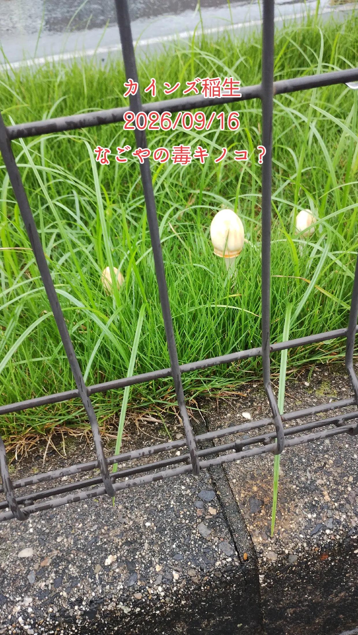 @ペーパートレーダー