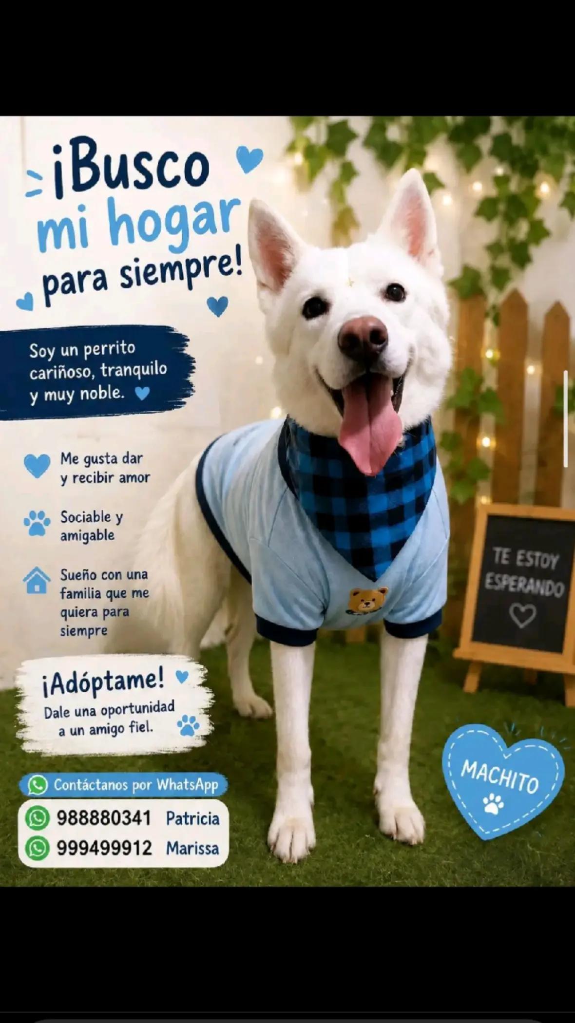 @Perritos Voladores
