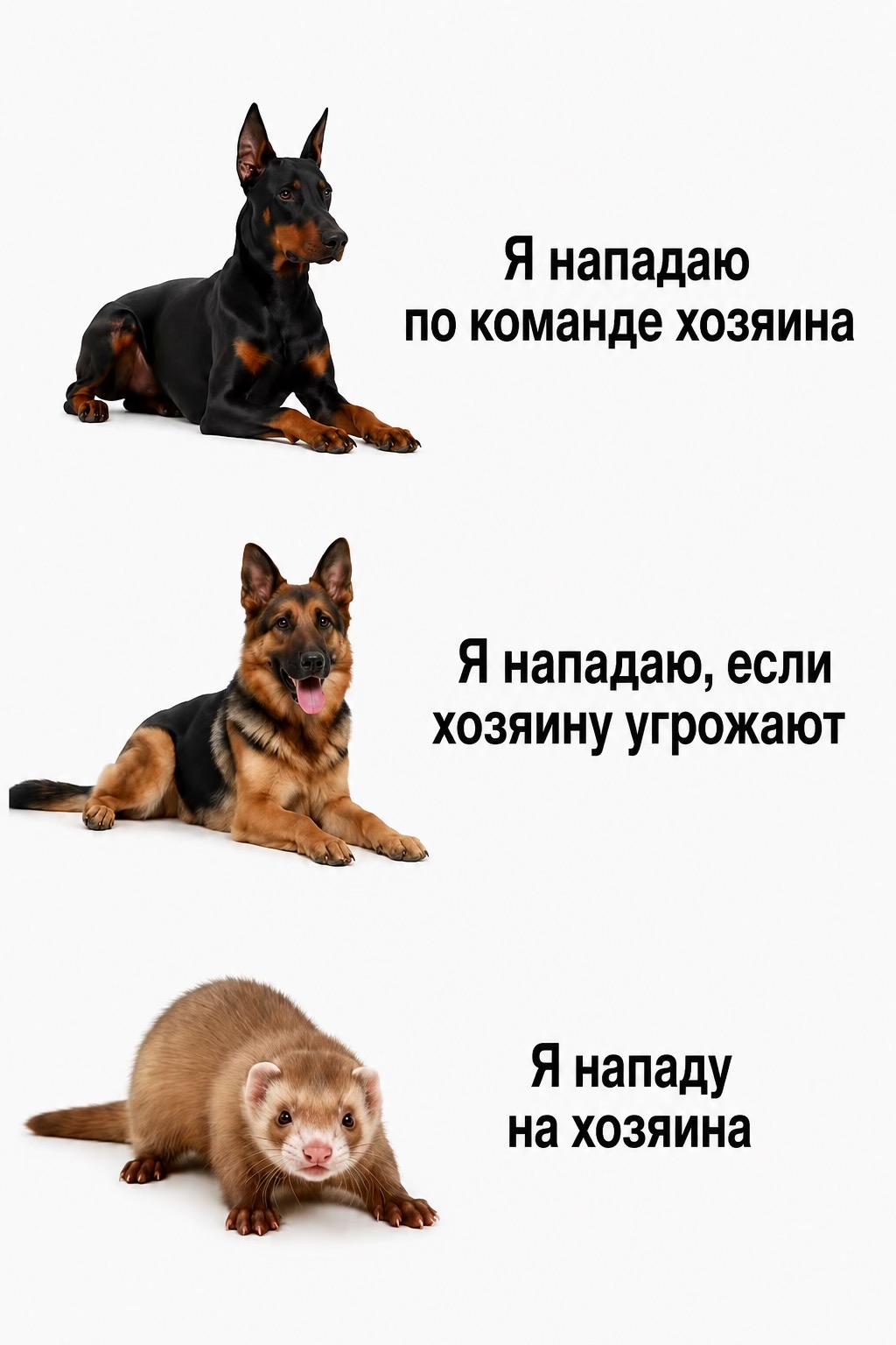 @🦦 Хорьки Київ 🇺🇦