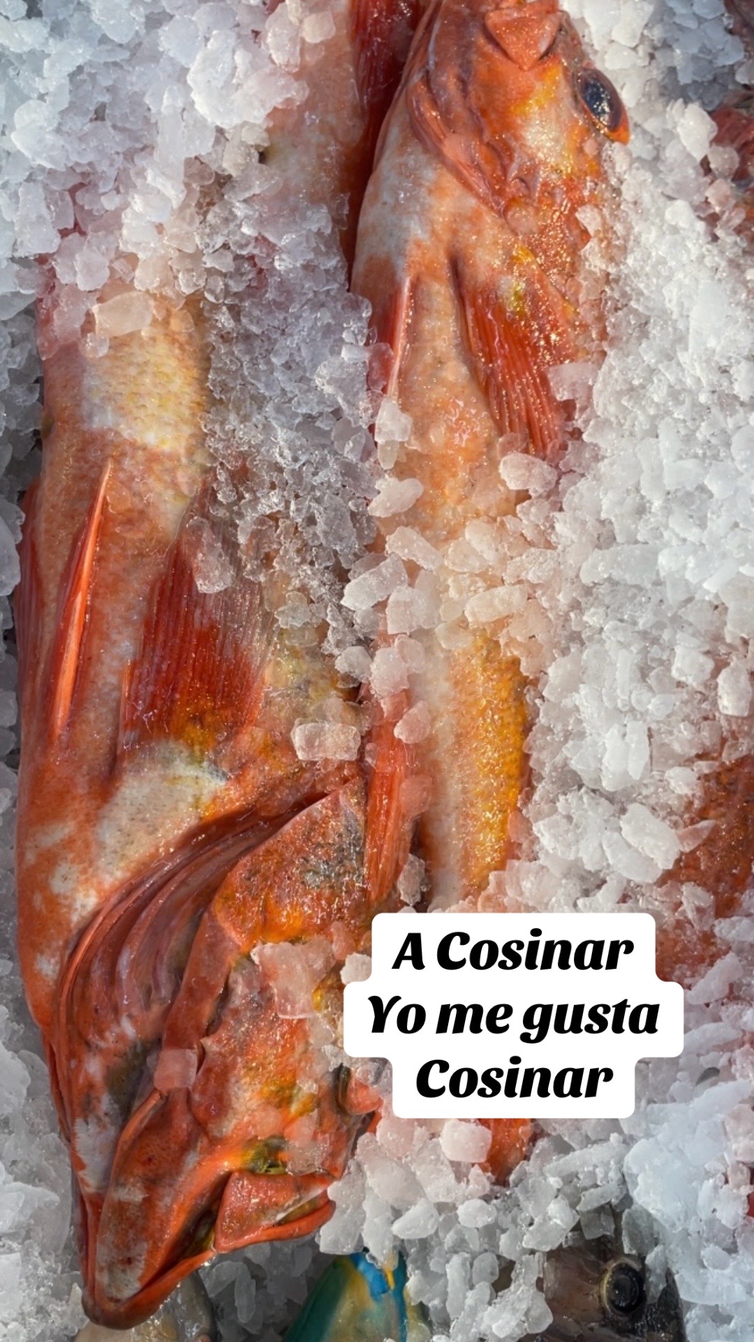@Aurelia De Sosa