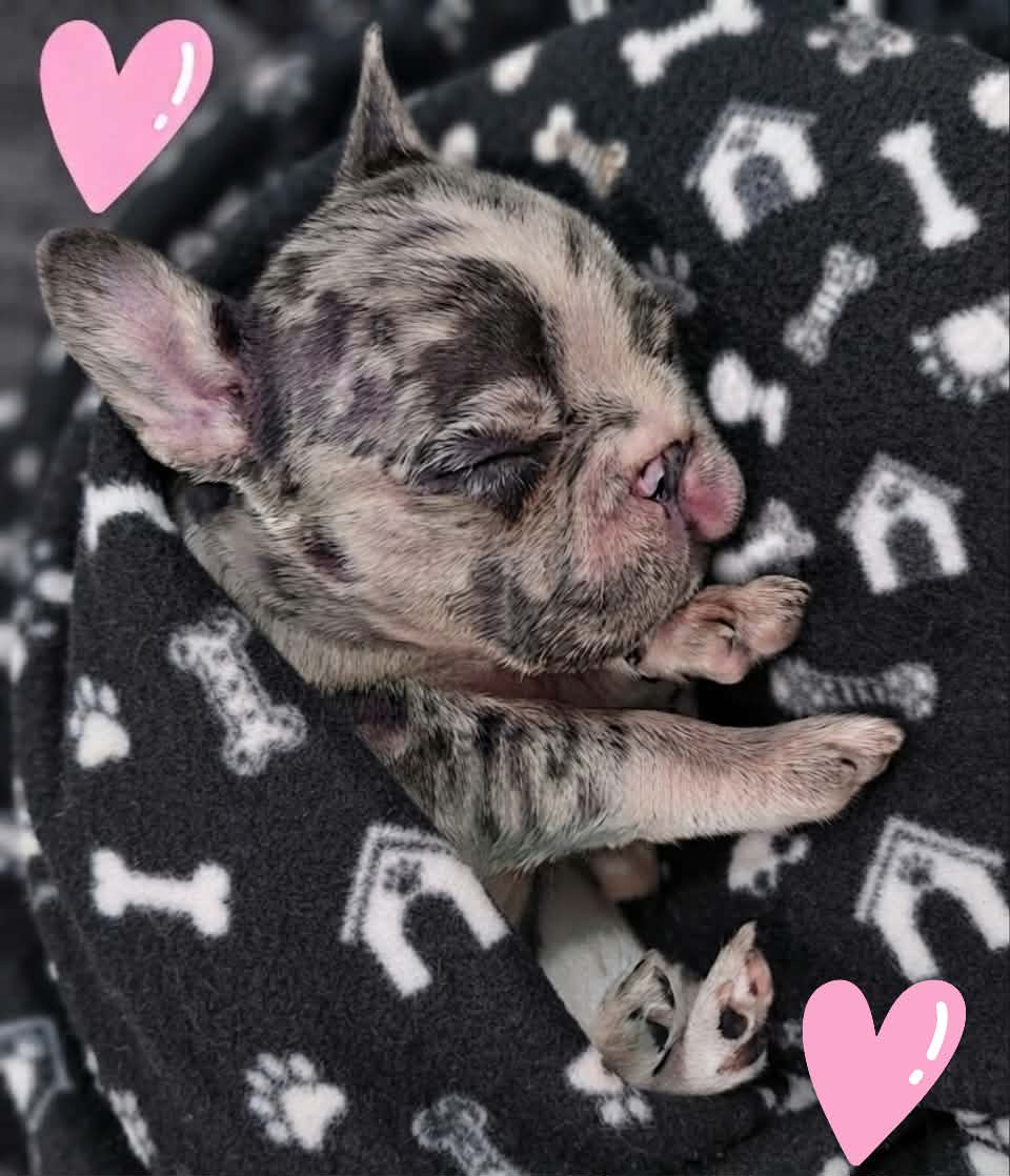 @Diamond State French Bulldogs