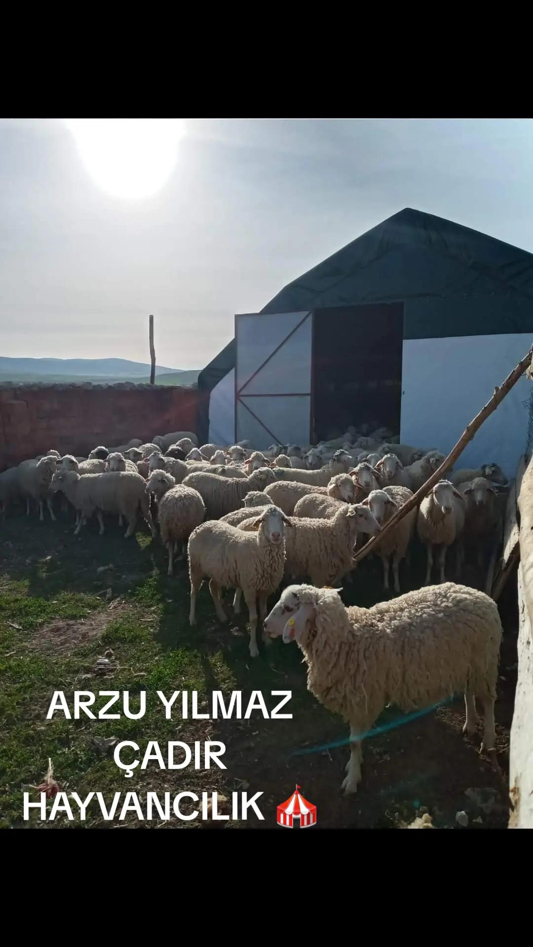 @Arzu Yılmaz