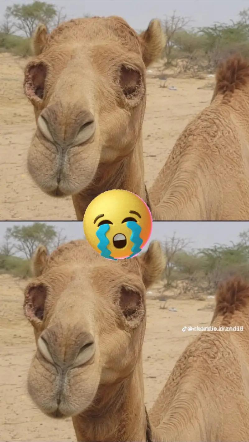 @راٺوڙ صاحب Ramoo 🥀🥀🌹Jan