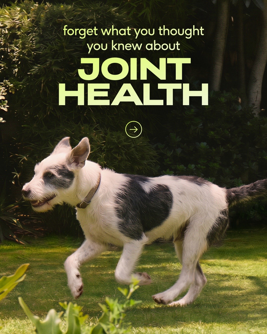 @Native Pet