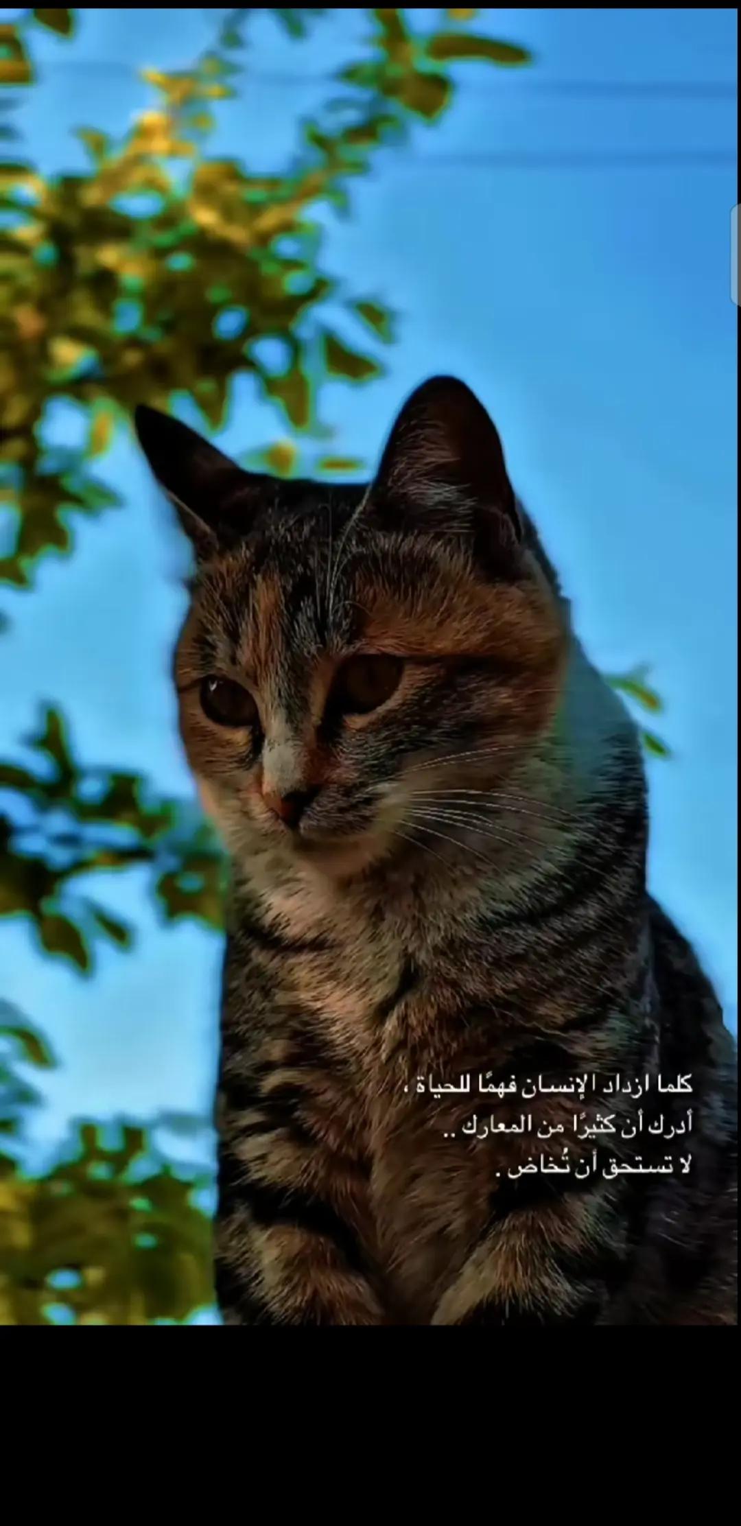 @💞⧣̶⃪⃪دفى ال⿻قلب ོ🪐💞