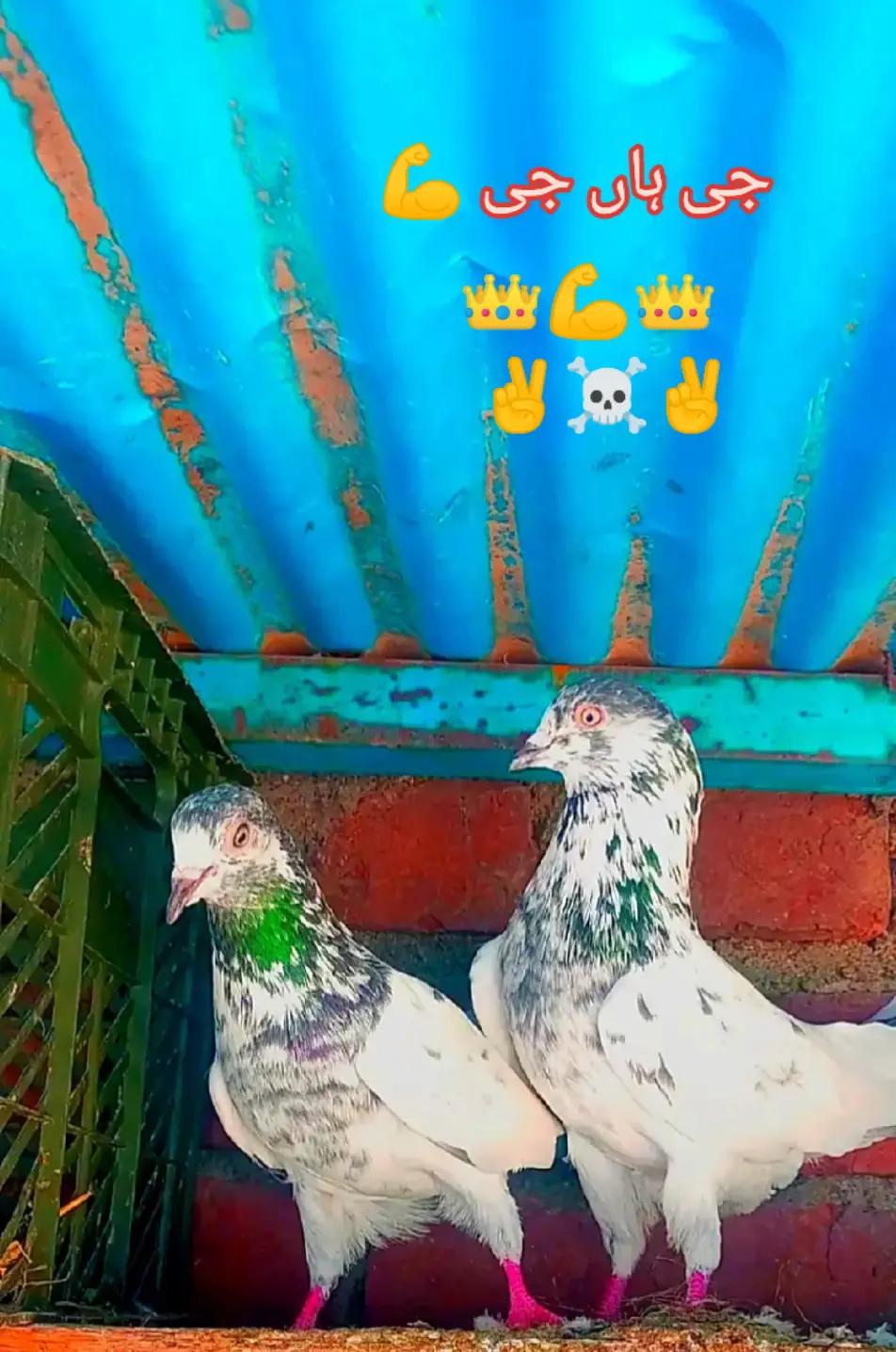 @👎♠️☠️لجپال گروپ بھون ☠️♠️ 👎