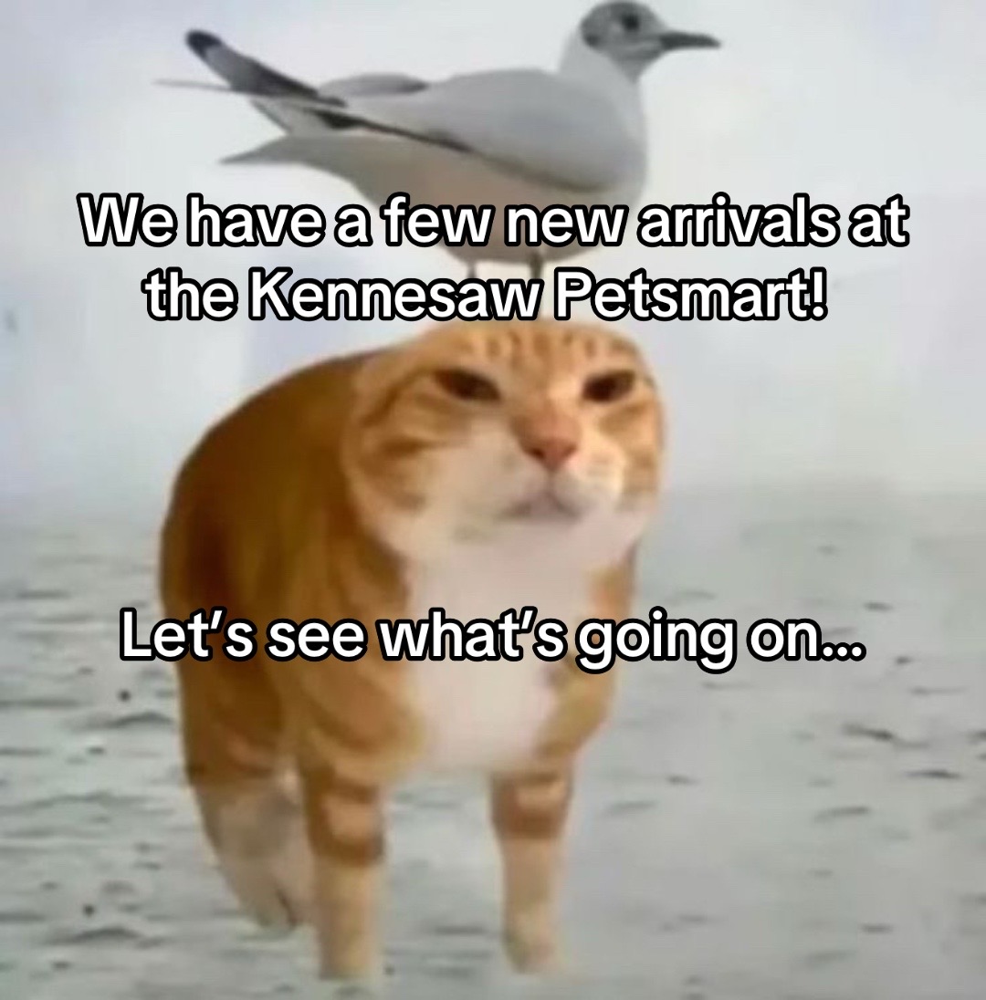 @KittyAngelRescue