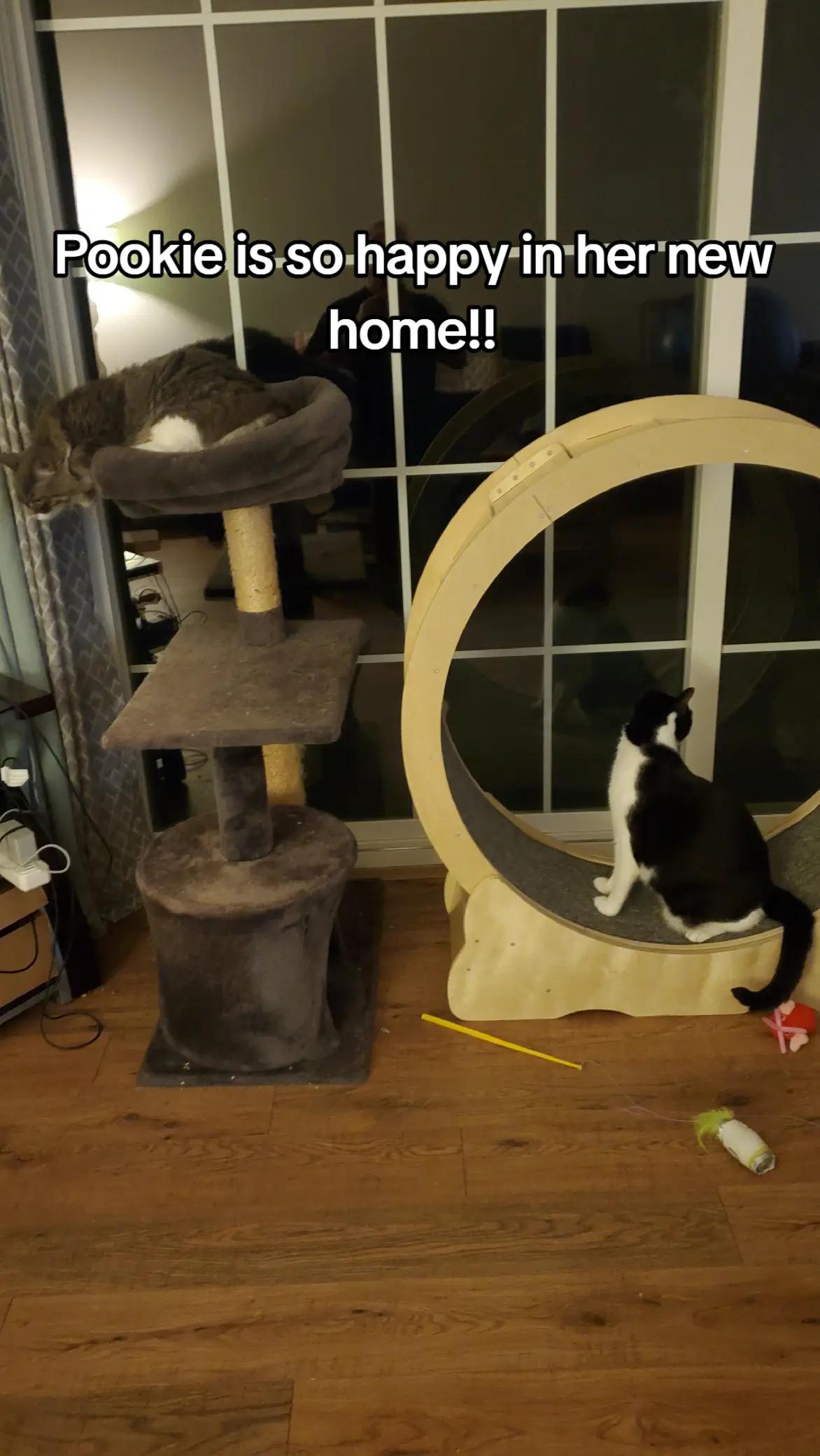 @BuffyTheKittenSpayer