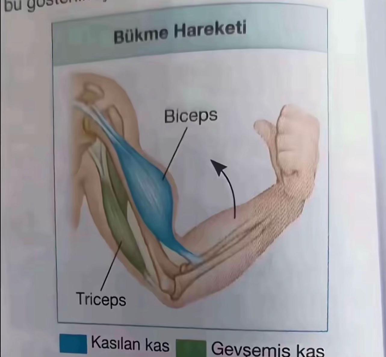 @Aykut