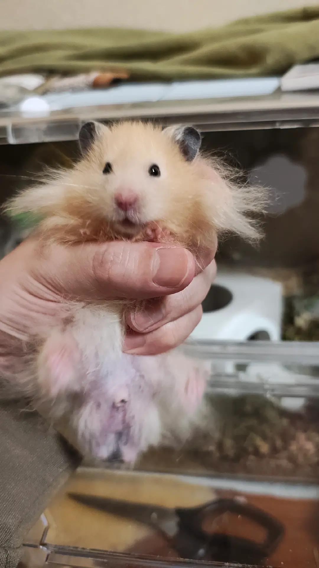 @モチキン🐹