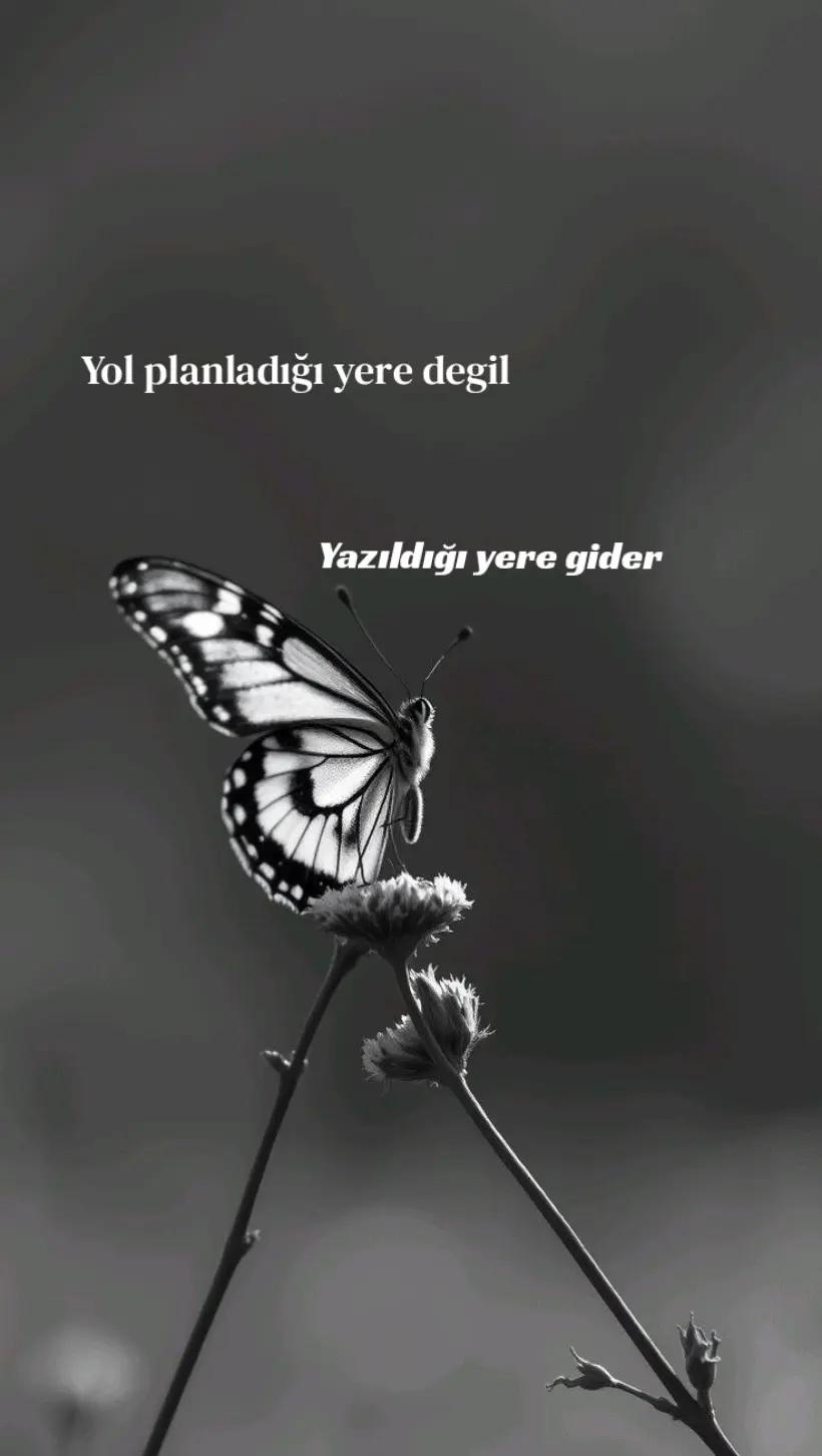 @Fatma Bolat
