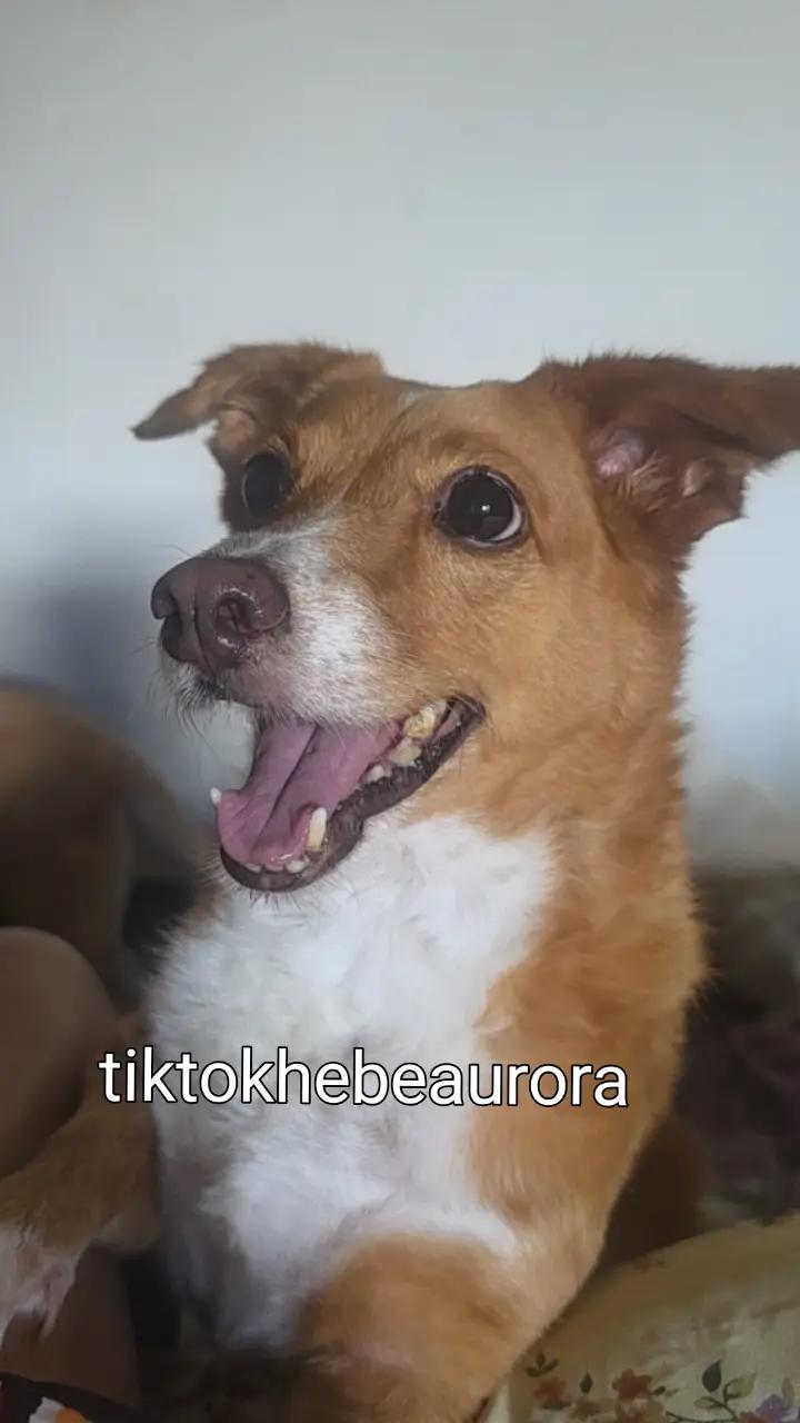 @hebe aurora