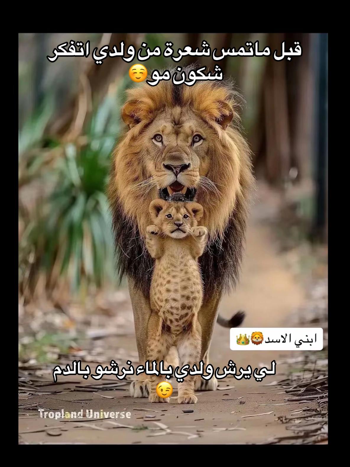 @noussaibaalaoui