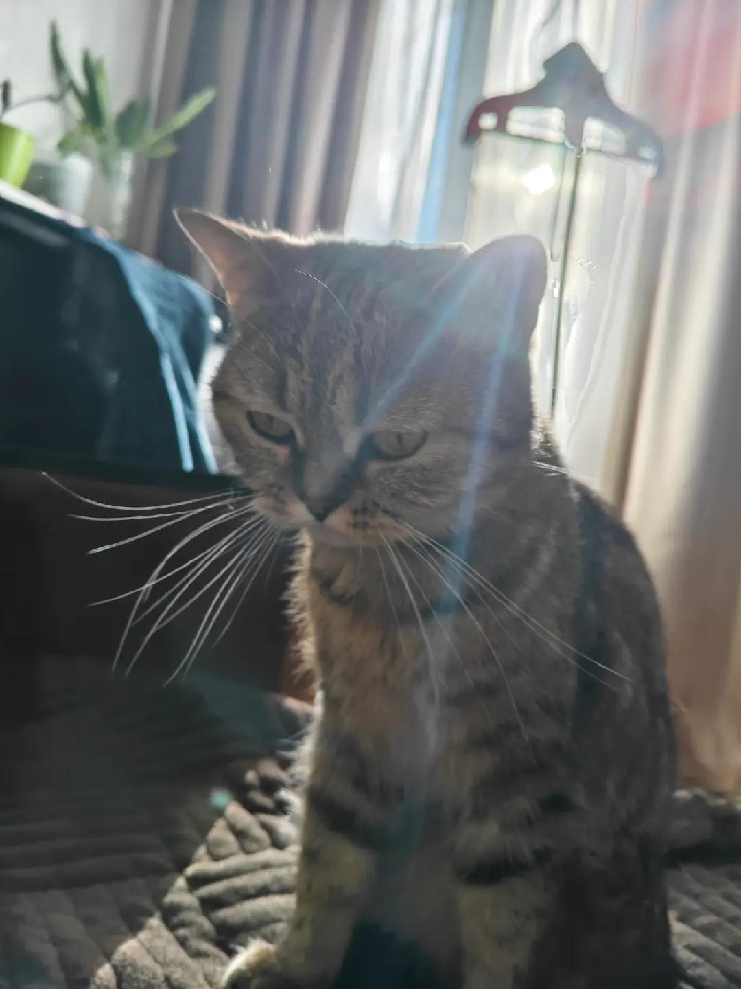 @князь котлетный