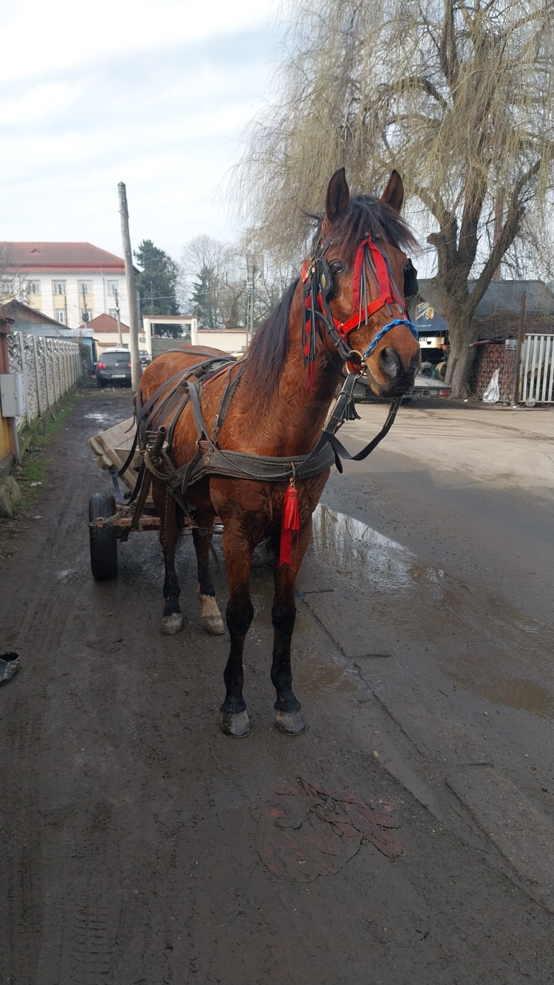@Ștefăniță Oprea