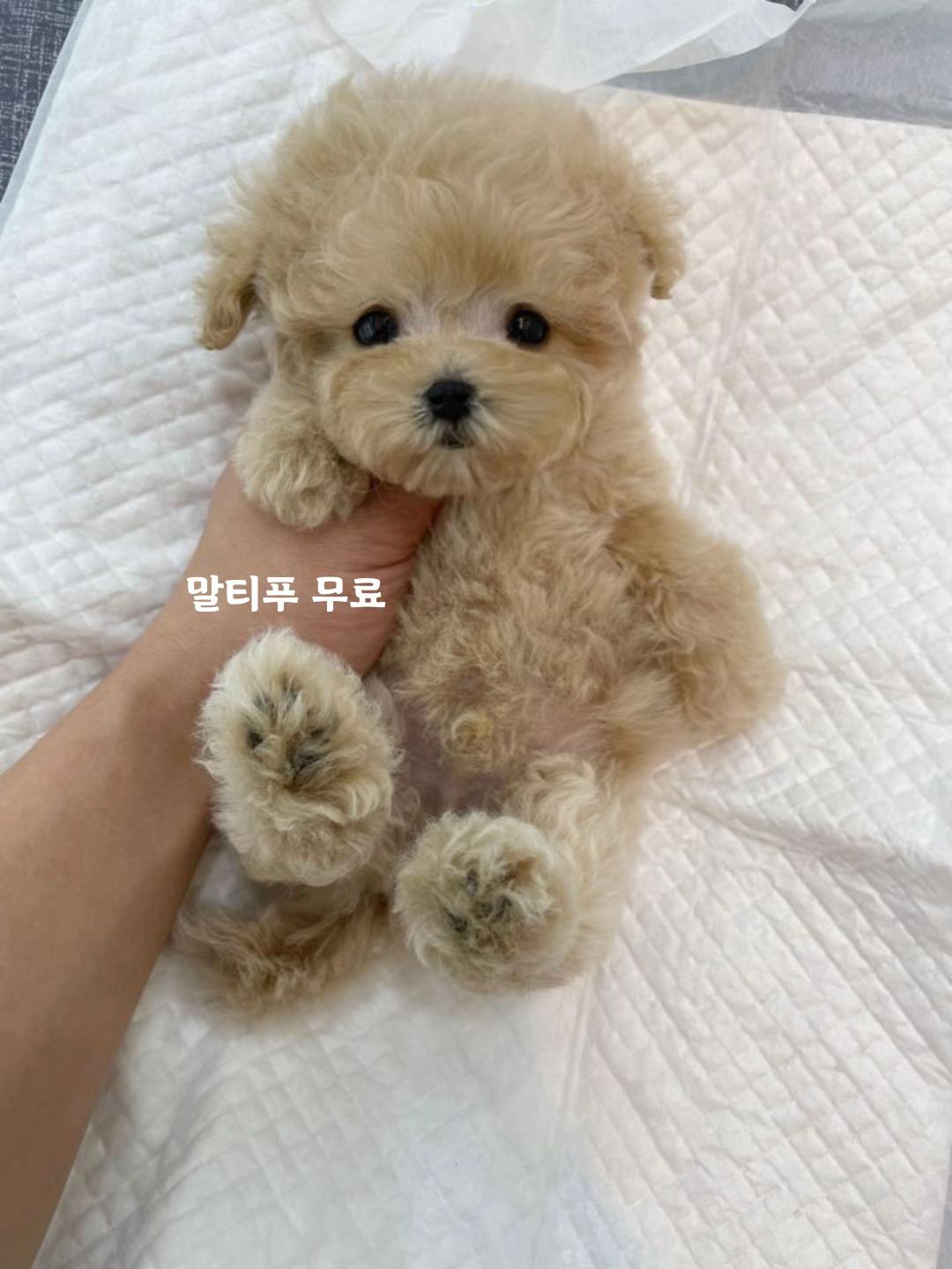 @perro feliz