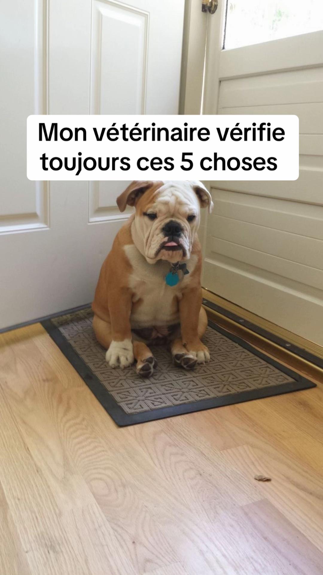@Sunny Le Frenchie 🐾🌞